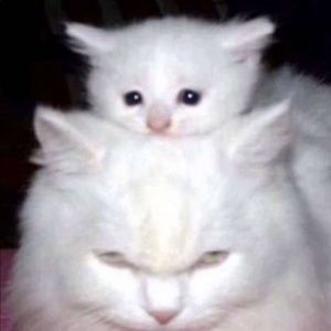 Meet your Posher, Lee